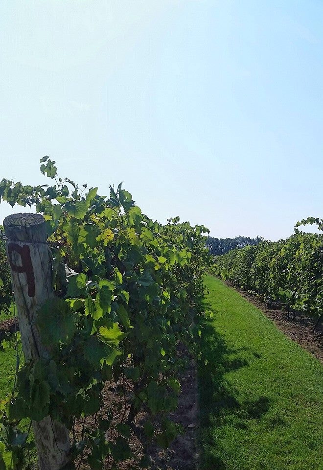Fall Winery and Vineyard